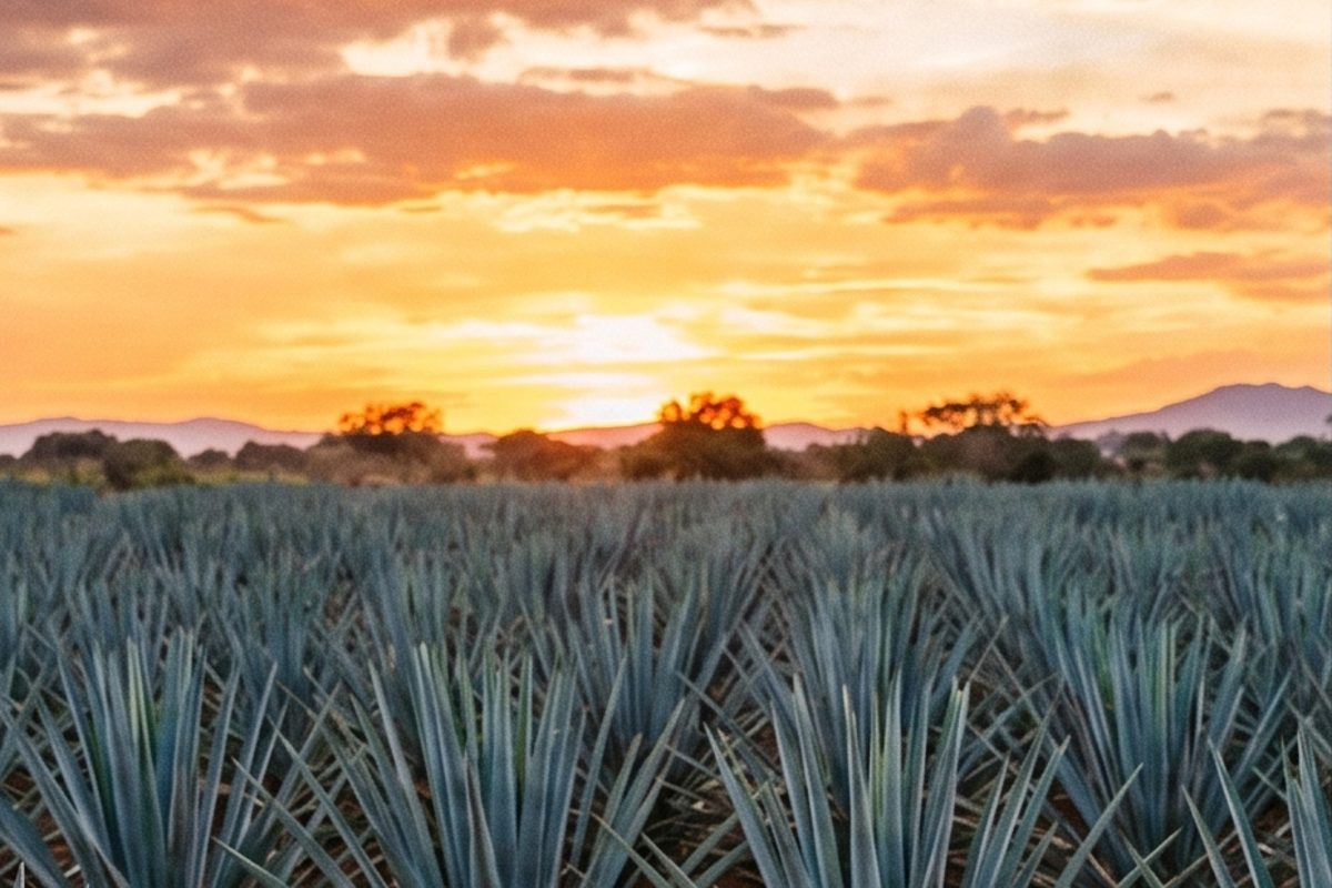 Blue Weber agave rows in the Jalisco highlands