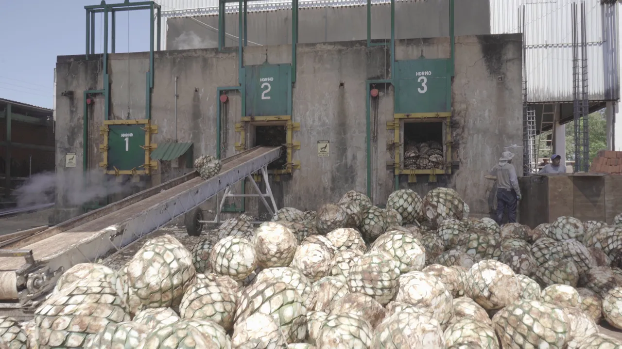 Blue agave hearts on their way to the brick oven